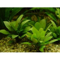 Hygrophila corymbosa var. minima